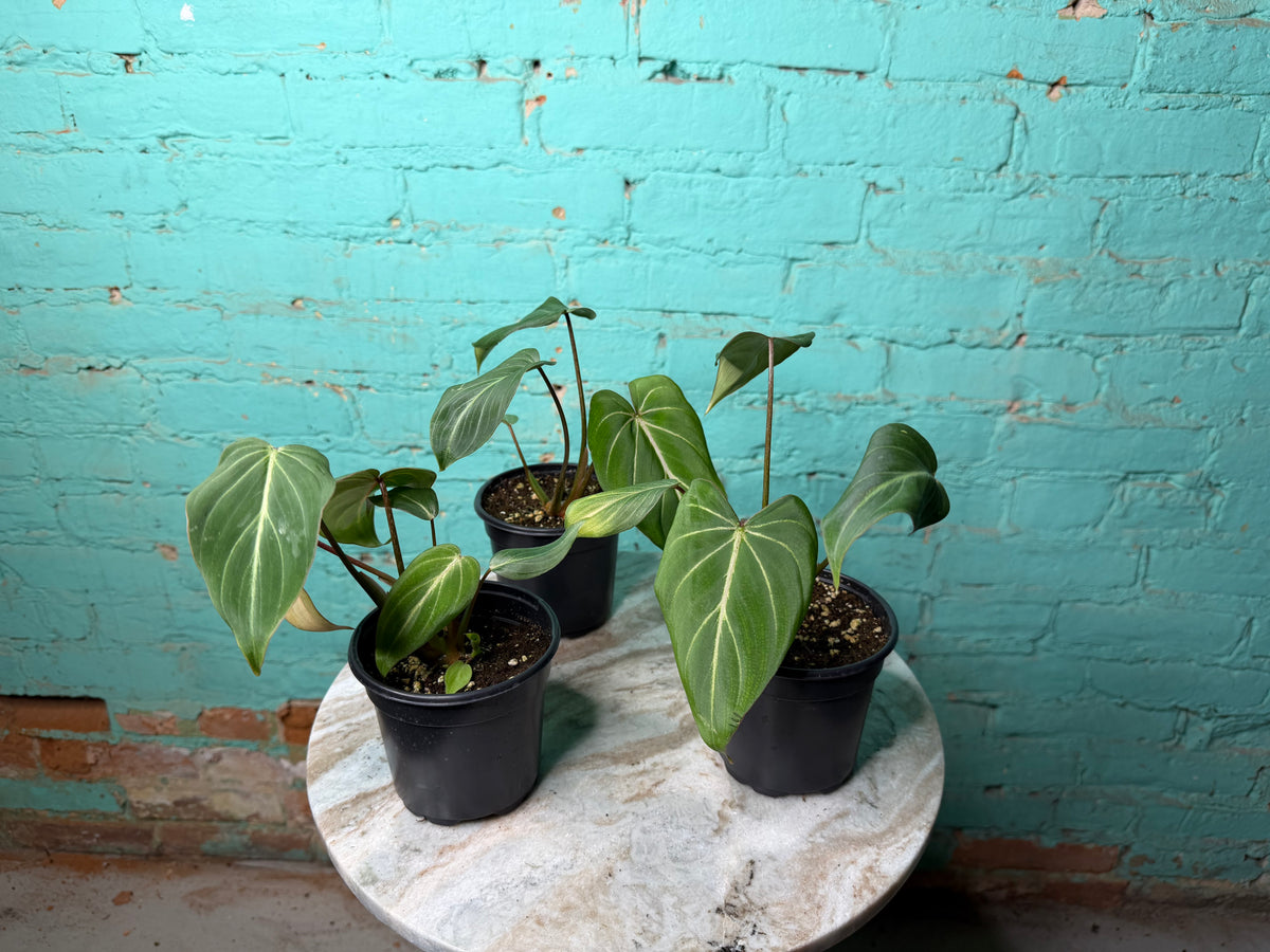 Philodendron Gloriosum 4”