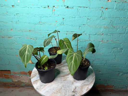 Philodendron Gloriosum 4”