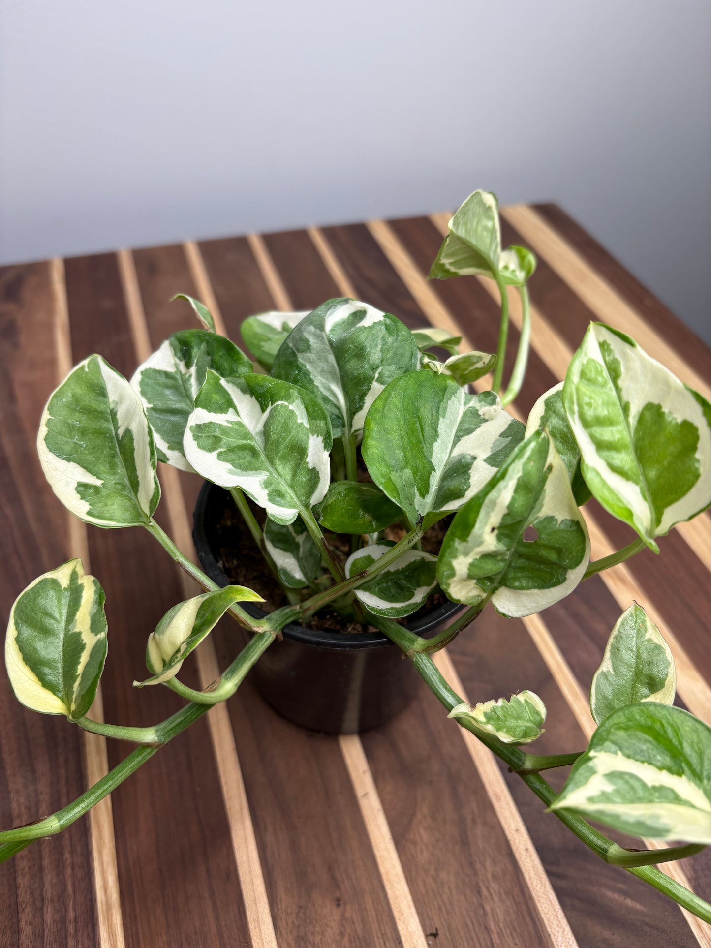 Pothos Pearls & Jade 4”