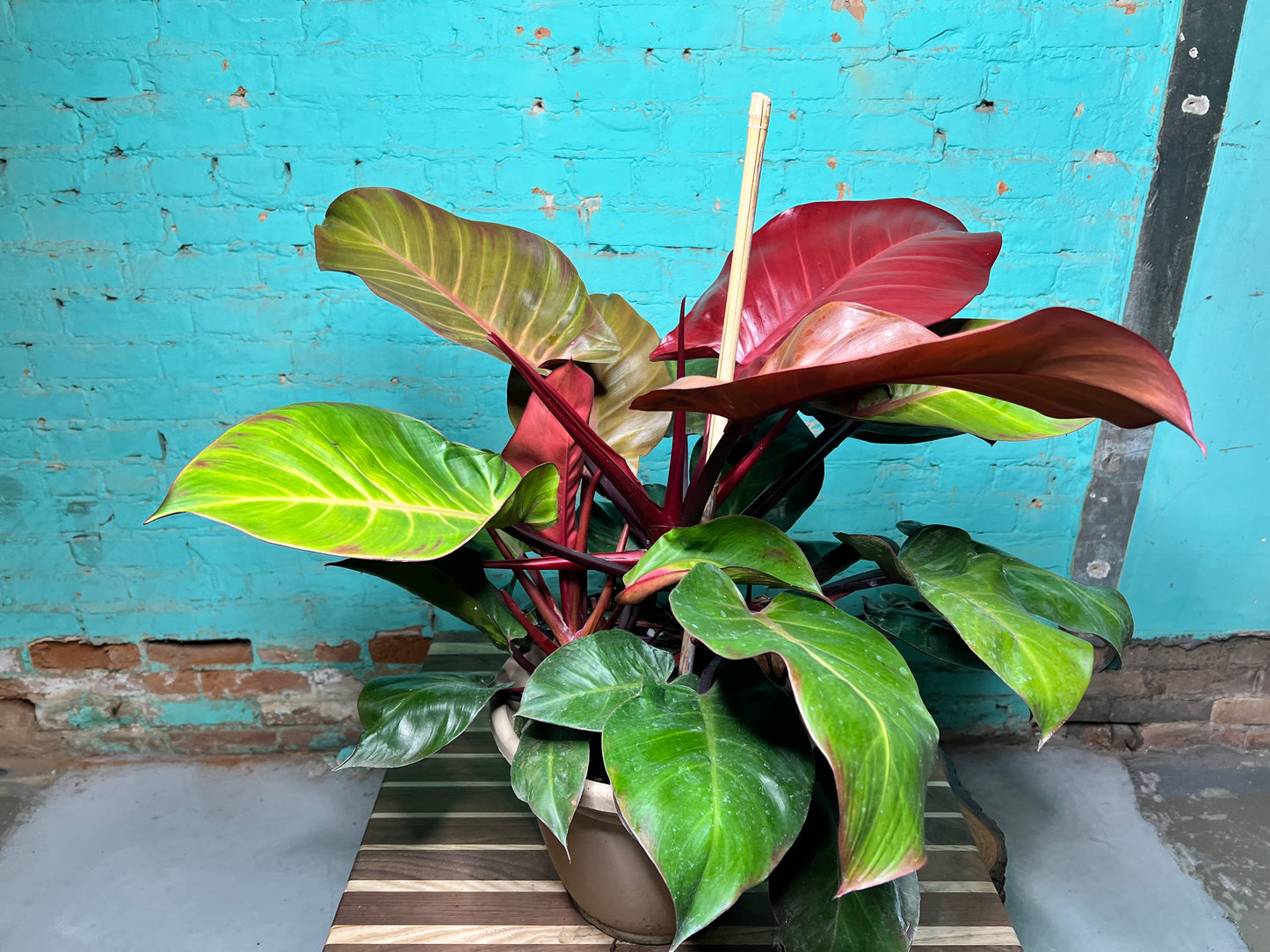Philodendron McColley’s Finale 10”