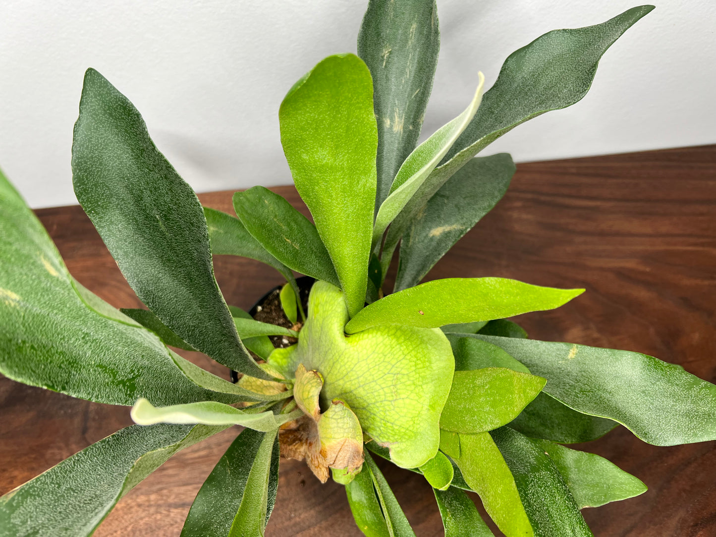 Staghorn fern