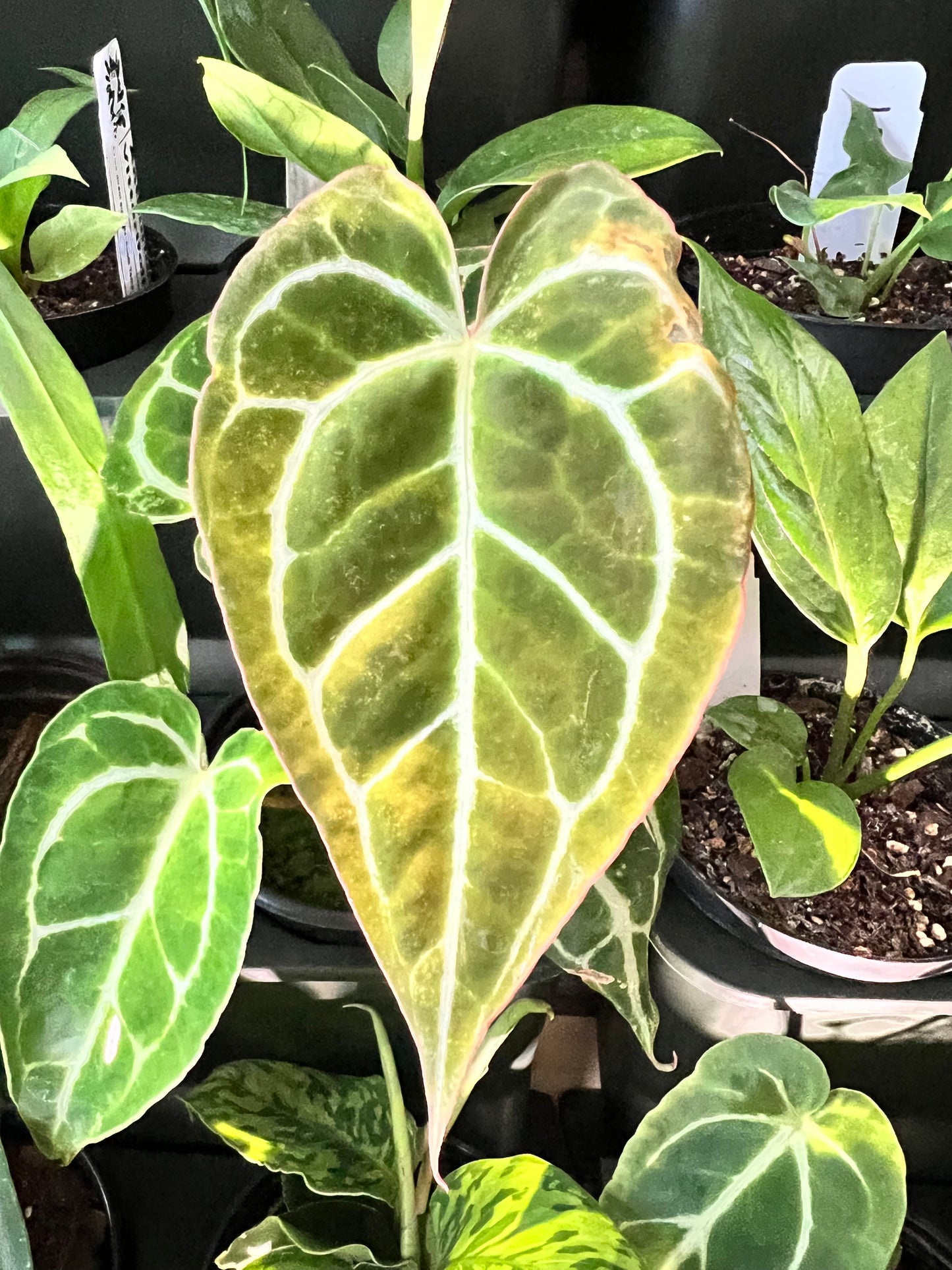 Anthurium Crystallinum
