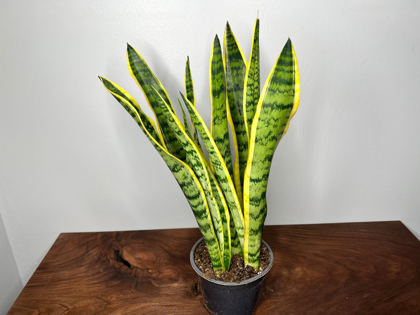 Snake Plant 6”