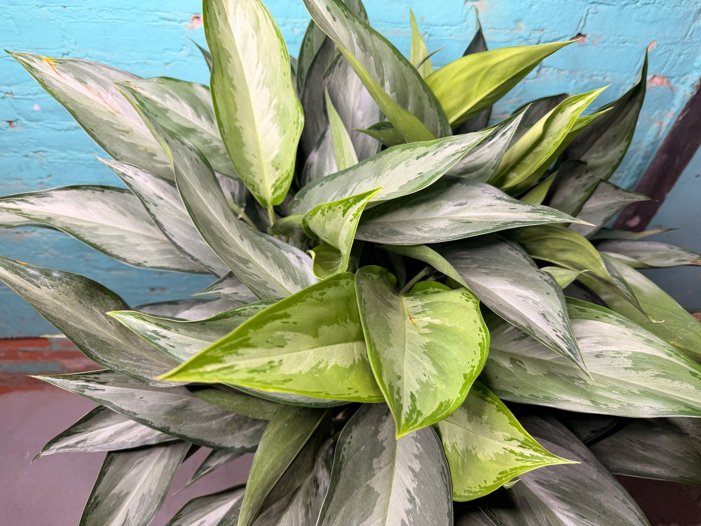 Aglaonema Silver Bay 10”