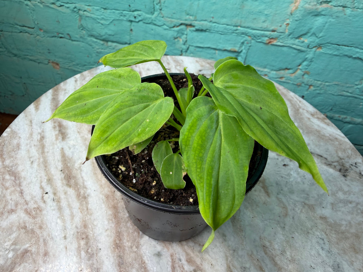 Philodendron Verrucosum  4”