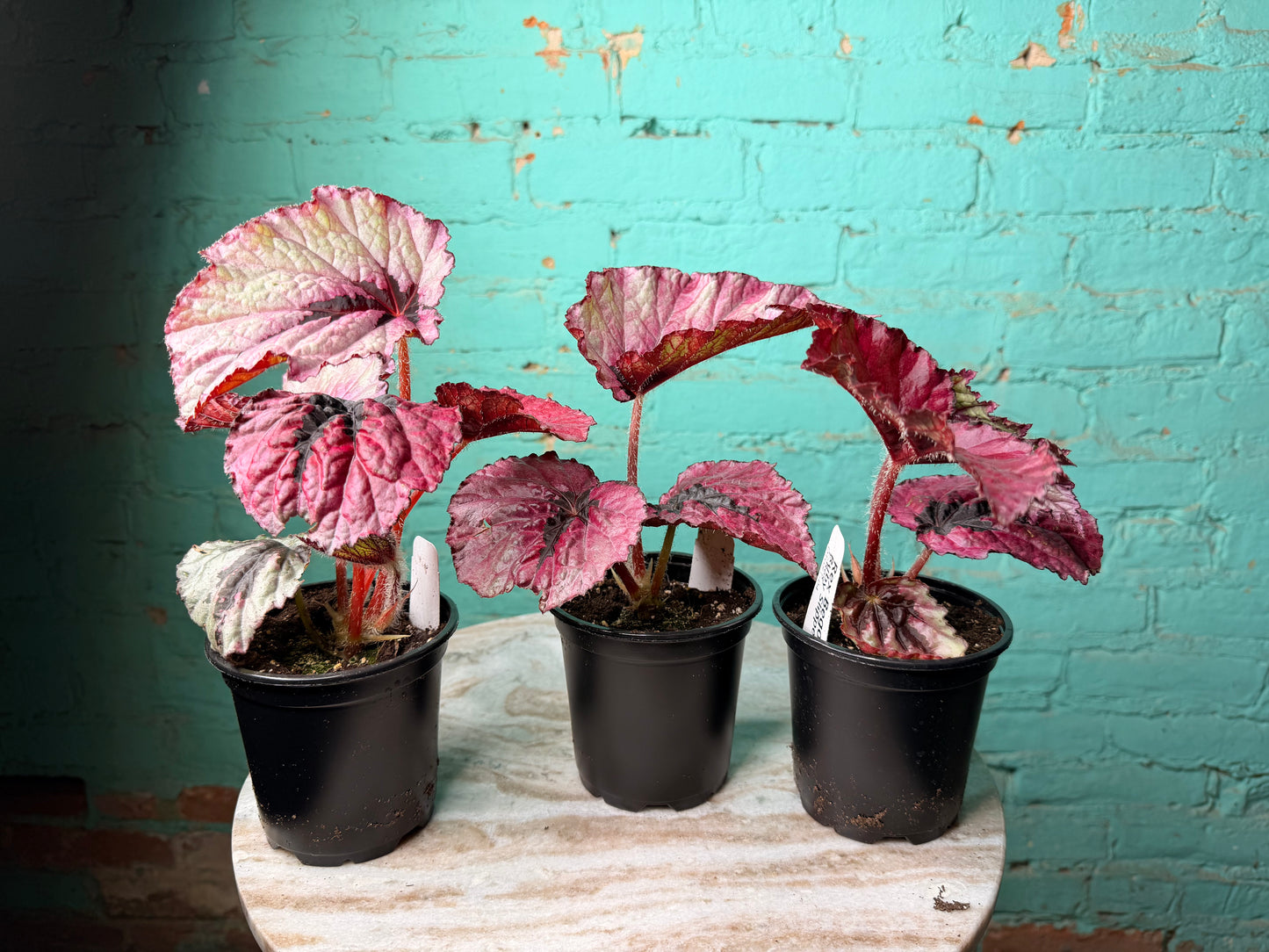 Begonia T-Rex ‘Ruby Slipper’