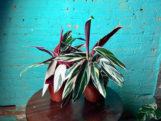 Stromanthe-Triostar 6”