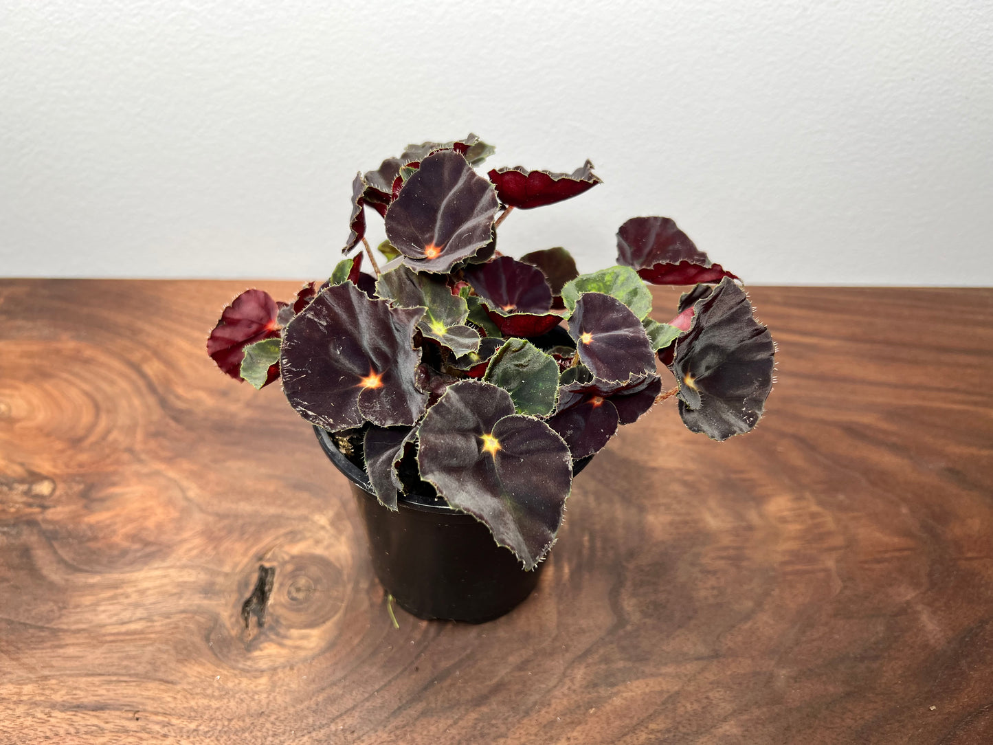 Begonia Dark Mambo