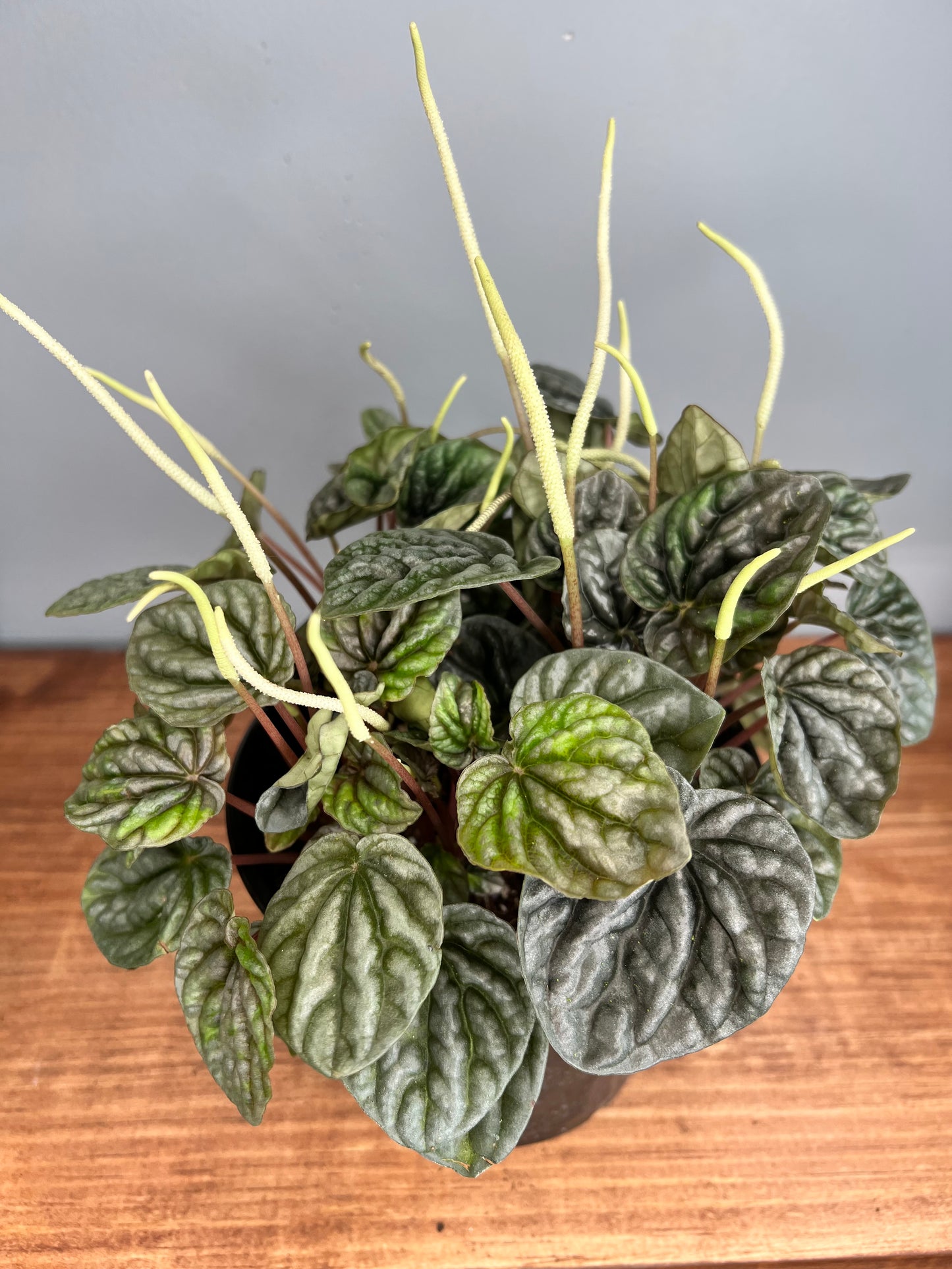 Peperomia Rippes 6”