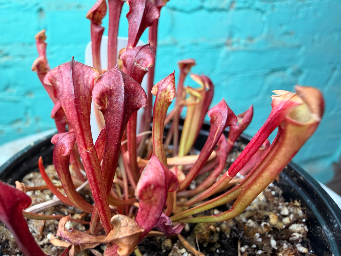 Sarracenia 3 pack