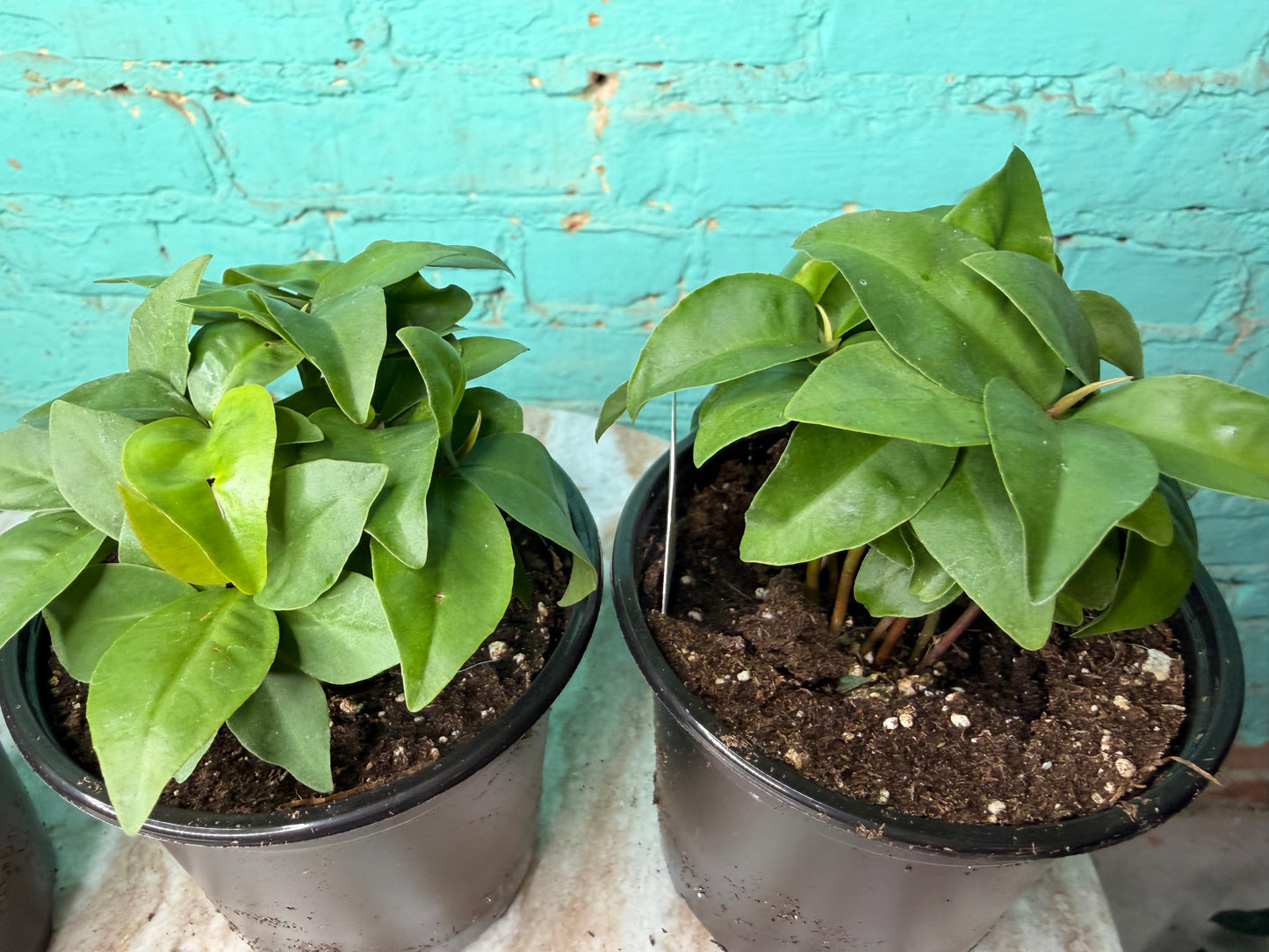 Ardisia Humillis 4” ‘Shoebutton’