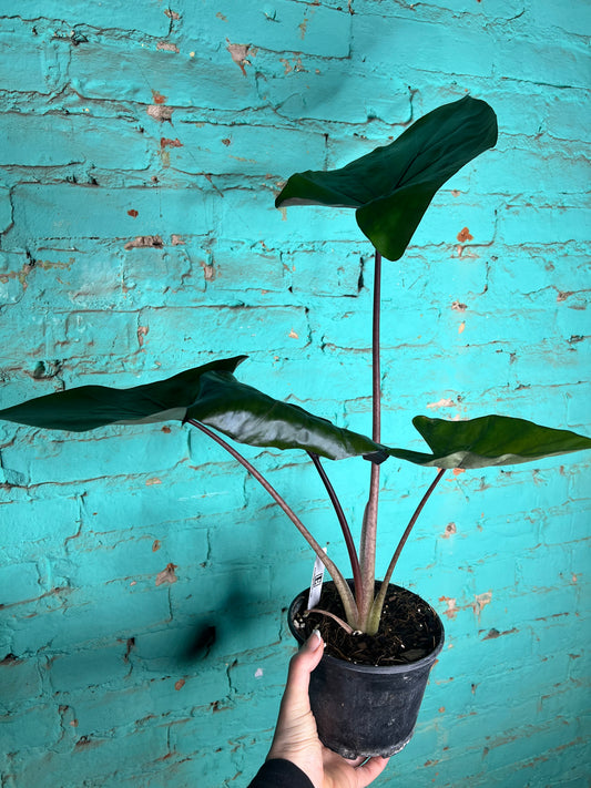 Alocasia Metalhead 6”