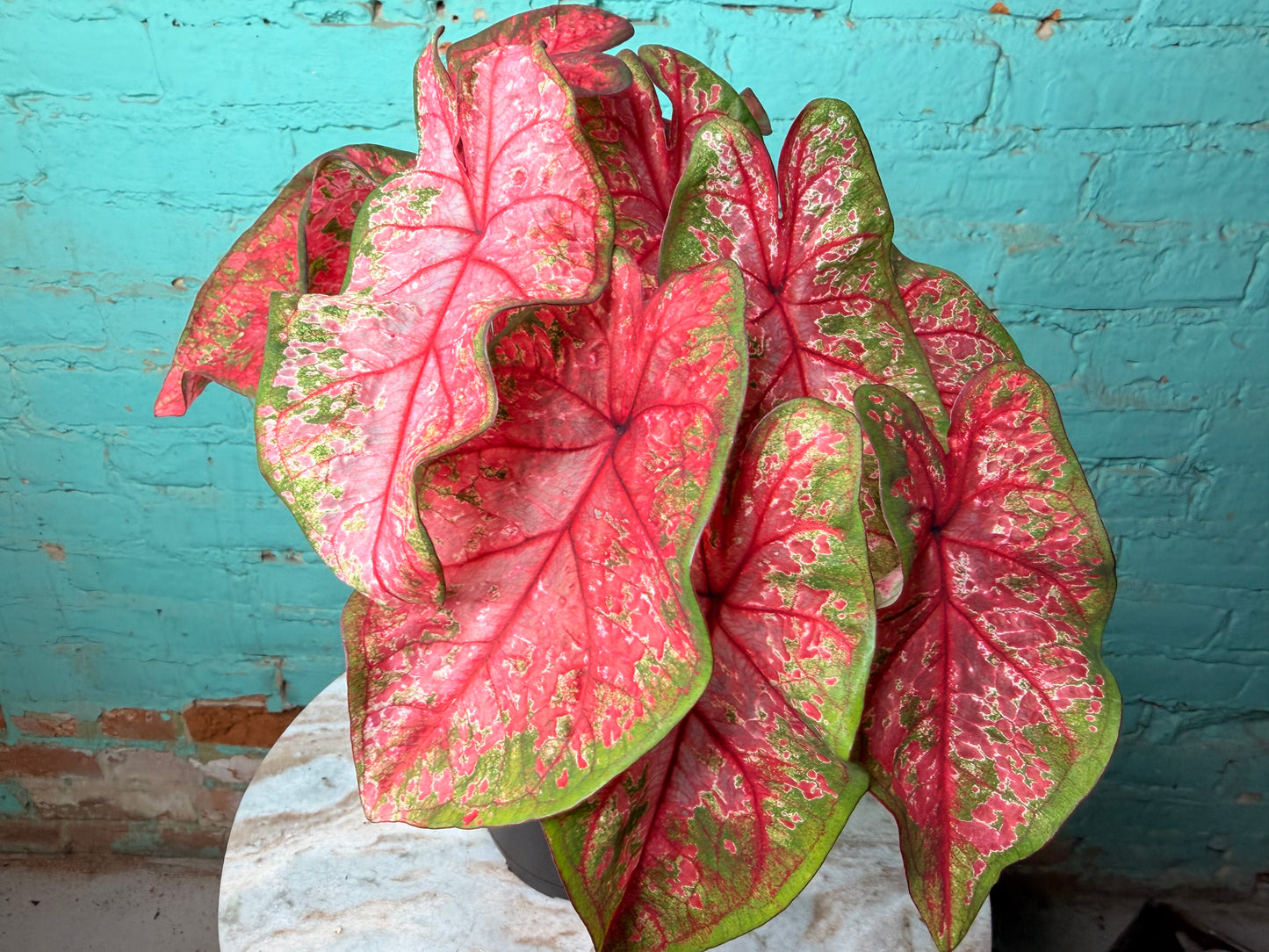 Caladium 6” ‘Lava Glow’