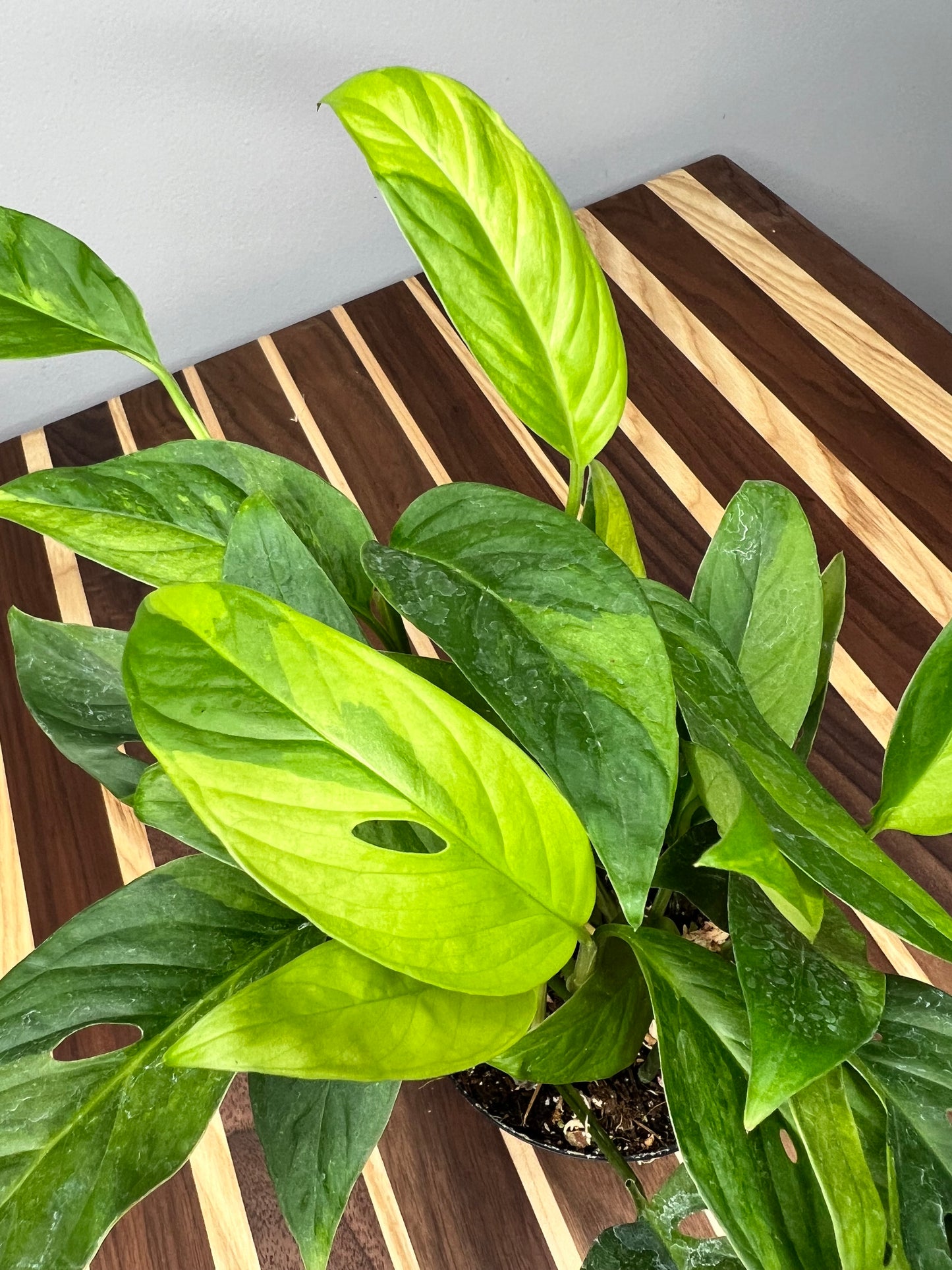 Monstera Adansonii variegated