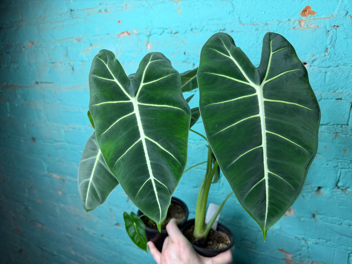 Alocasia Frydrek 4”