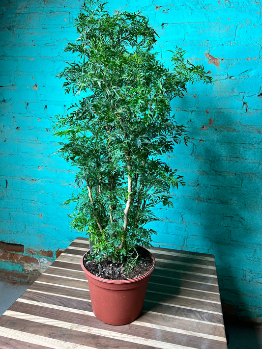 Ming Aralia 8”