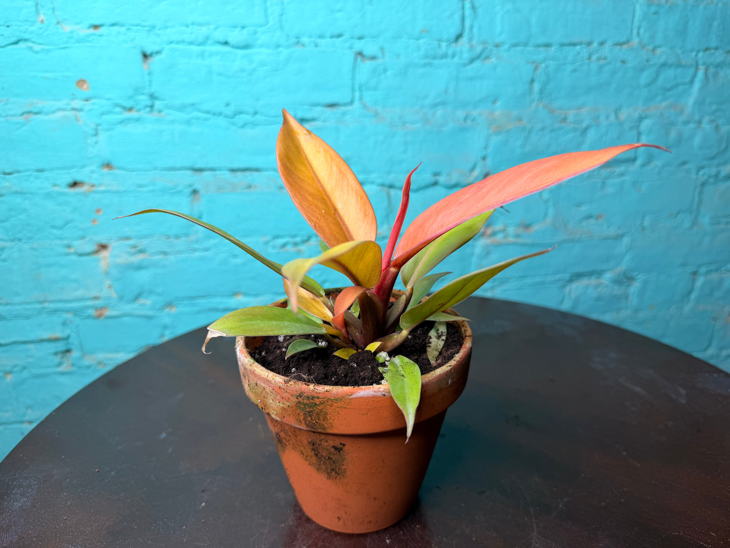 Philodendron Prince of Orange  4” (Clay)