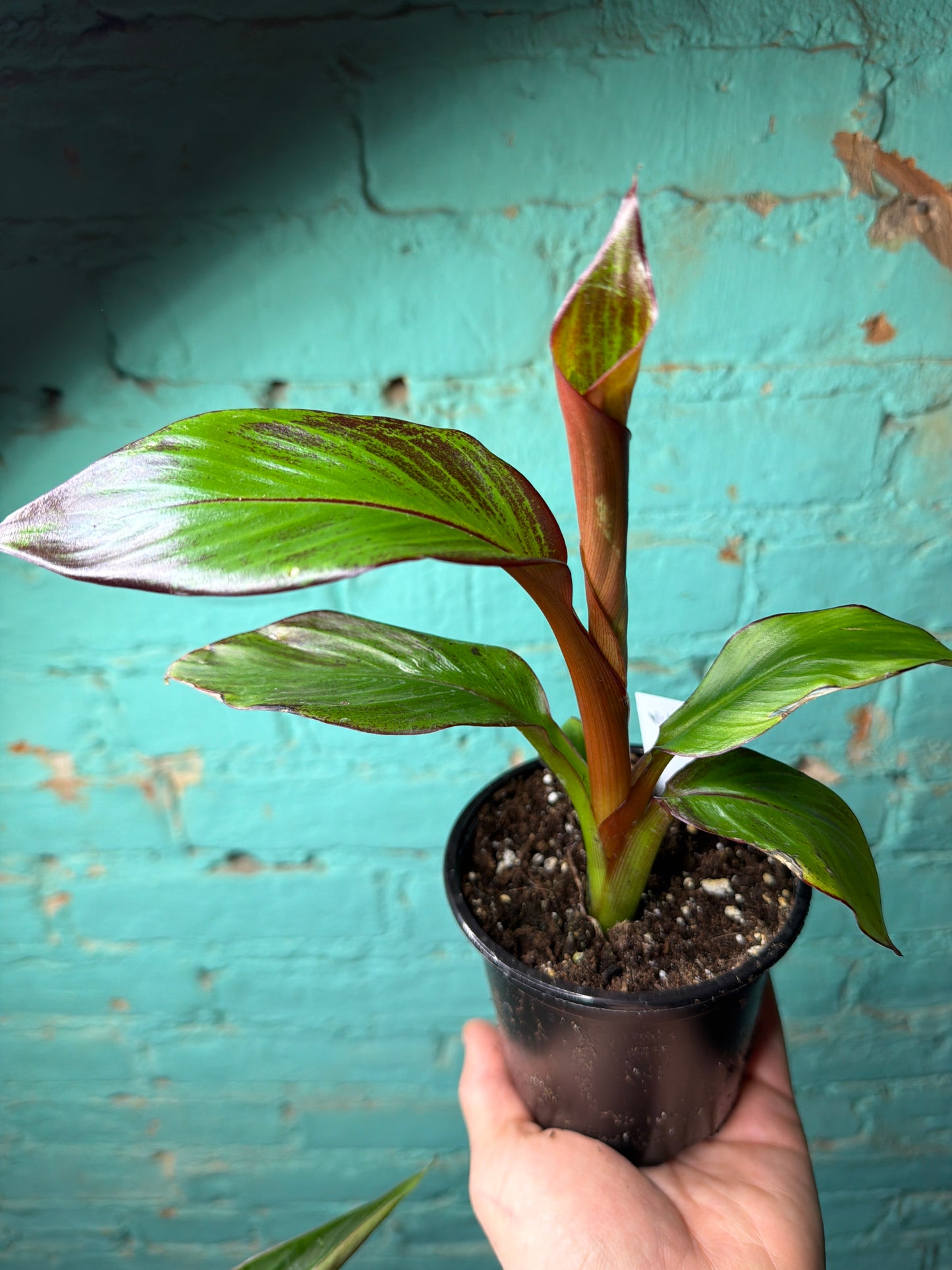 Ensete Mau 4” (Red Banana)