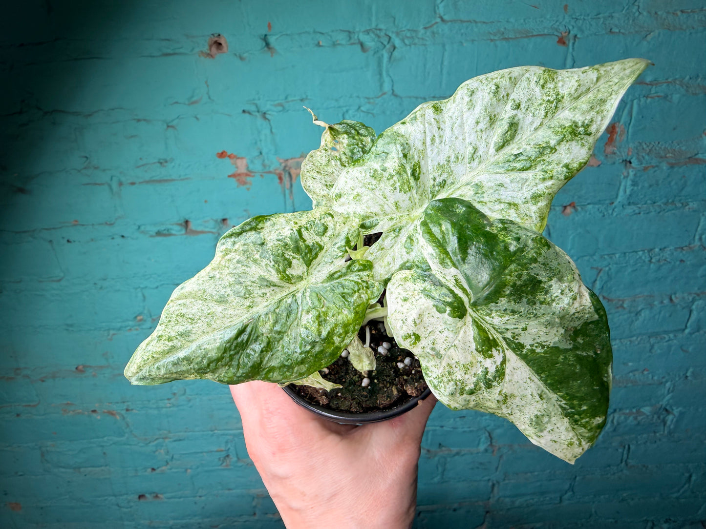 Alocasia ‘Odora Batik’ 4”