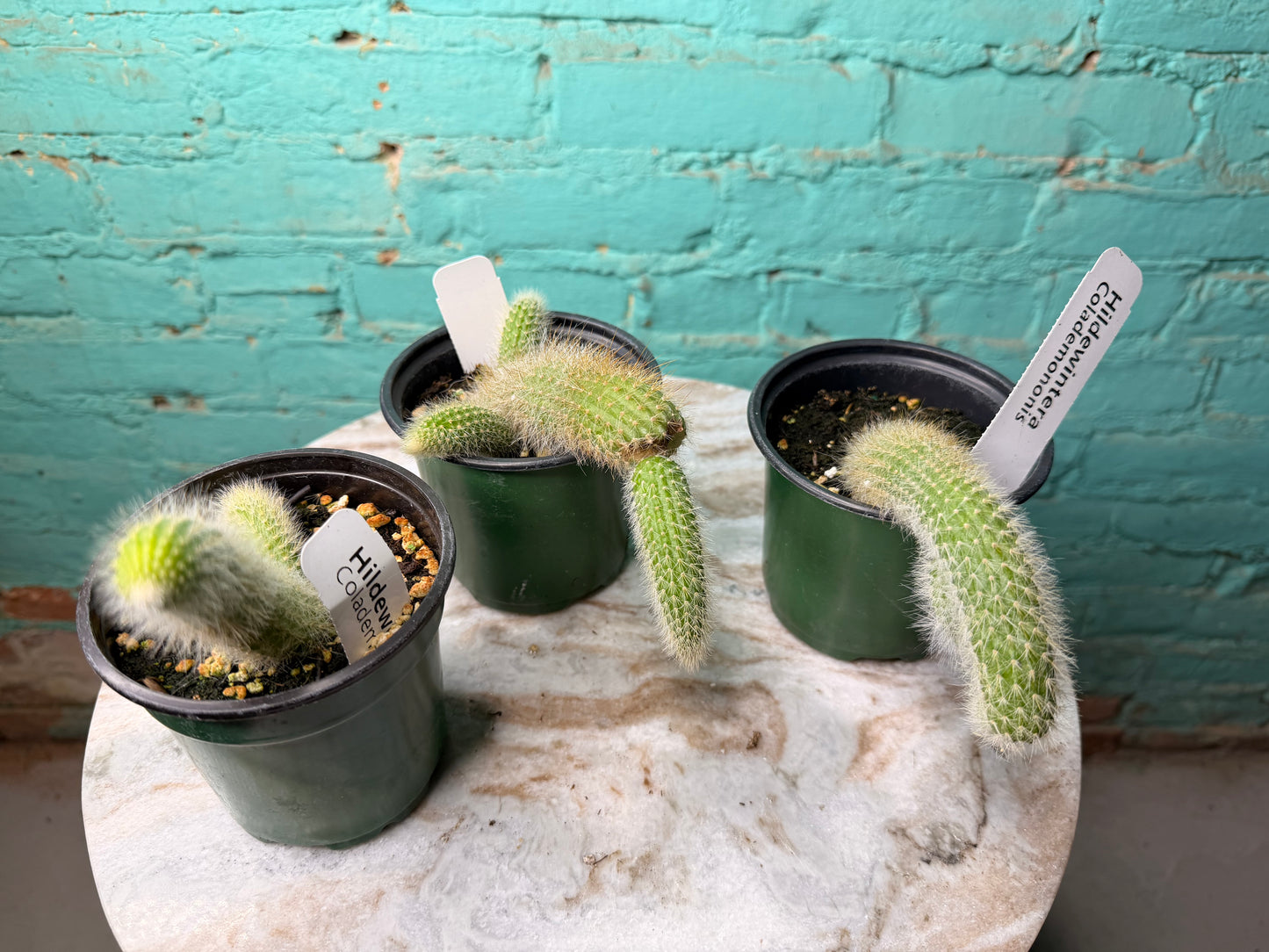 Monkey Tail Cactus 4”