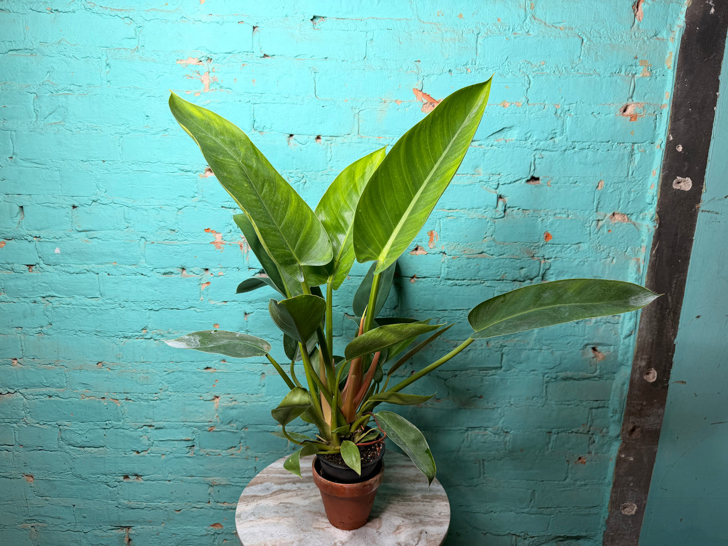 Philodendron Congo Thailand