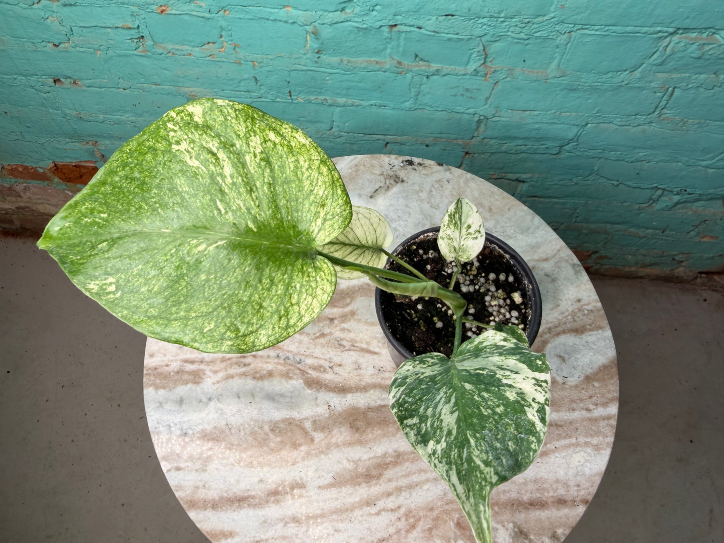 Monstera Deliciosa Mint 4”