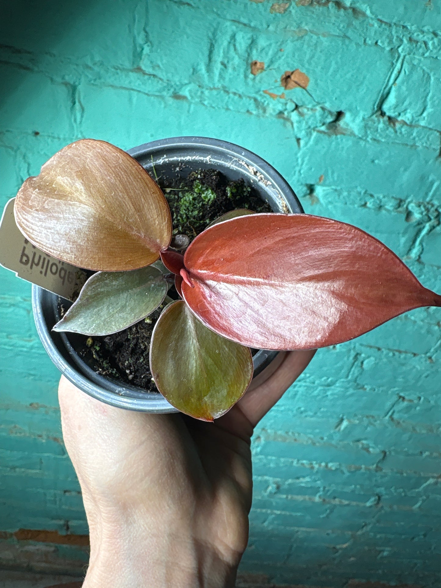 Philodendron McColley’s Finale 4”