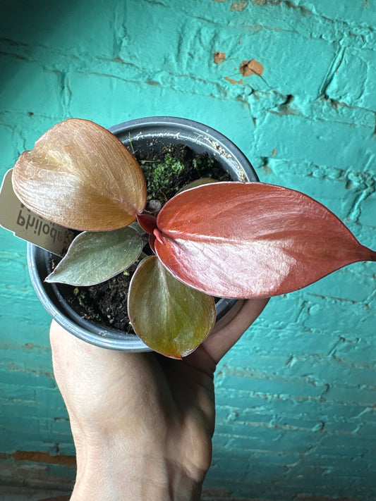 Philodendron McColley’s Finale 4”