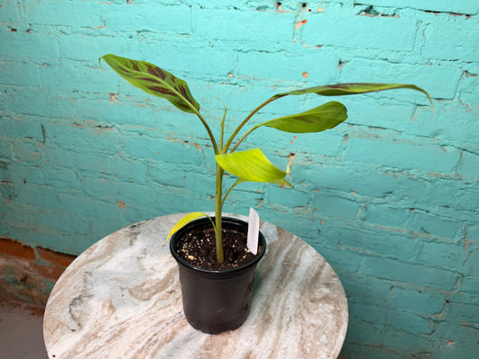 Musa Zebrina 4”