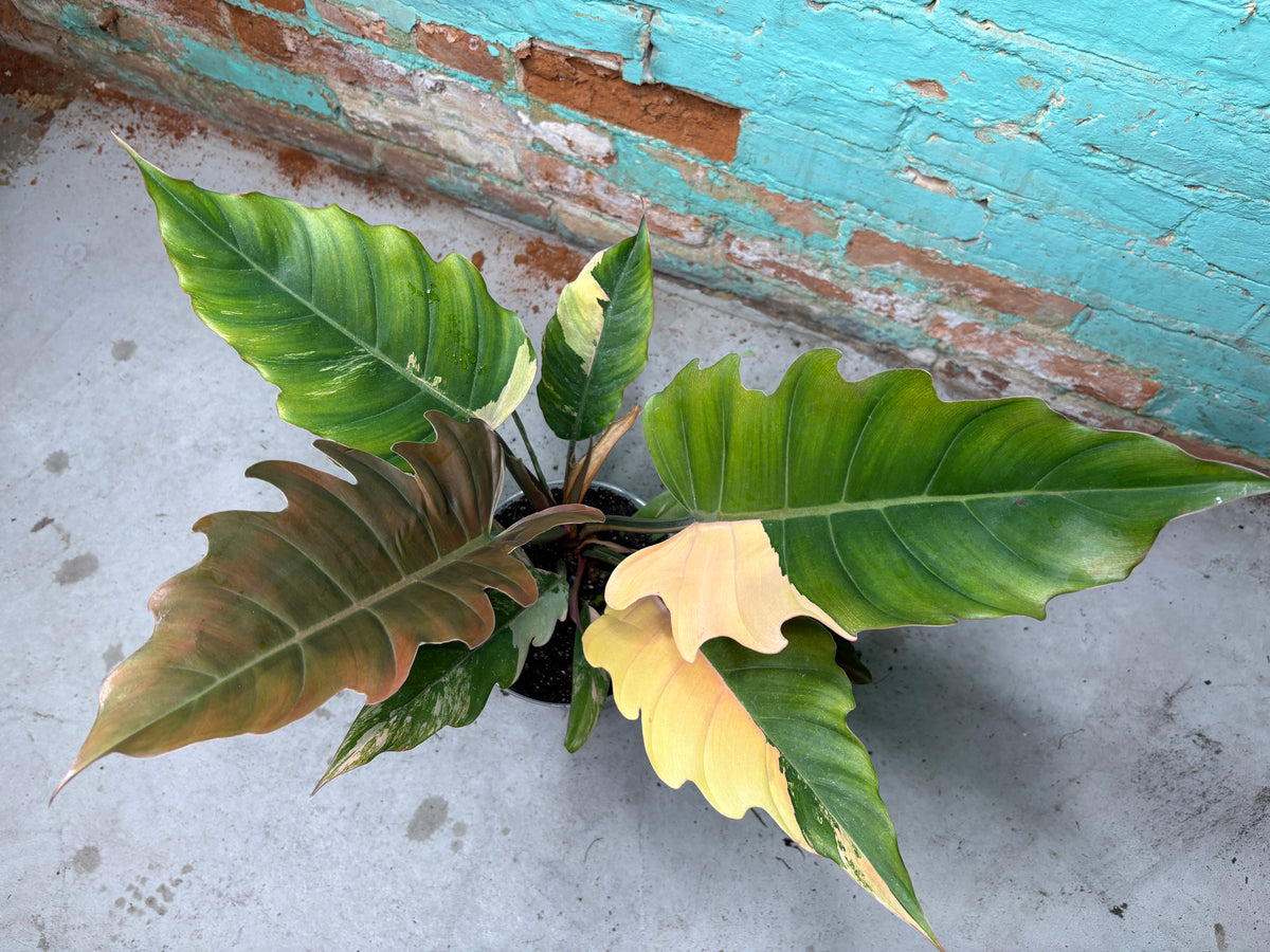 Philodendron Carmel Marble 8”