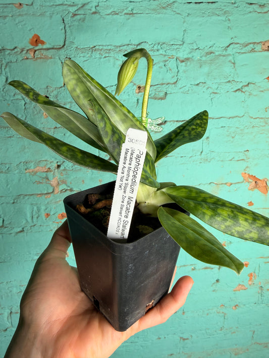 Paphiopedilum ‘Macabre Stalker’ Lady Slipper