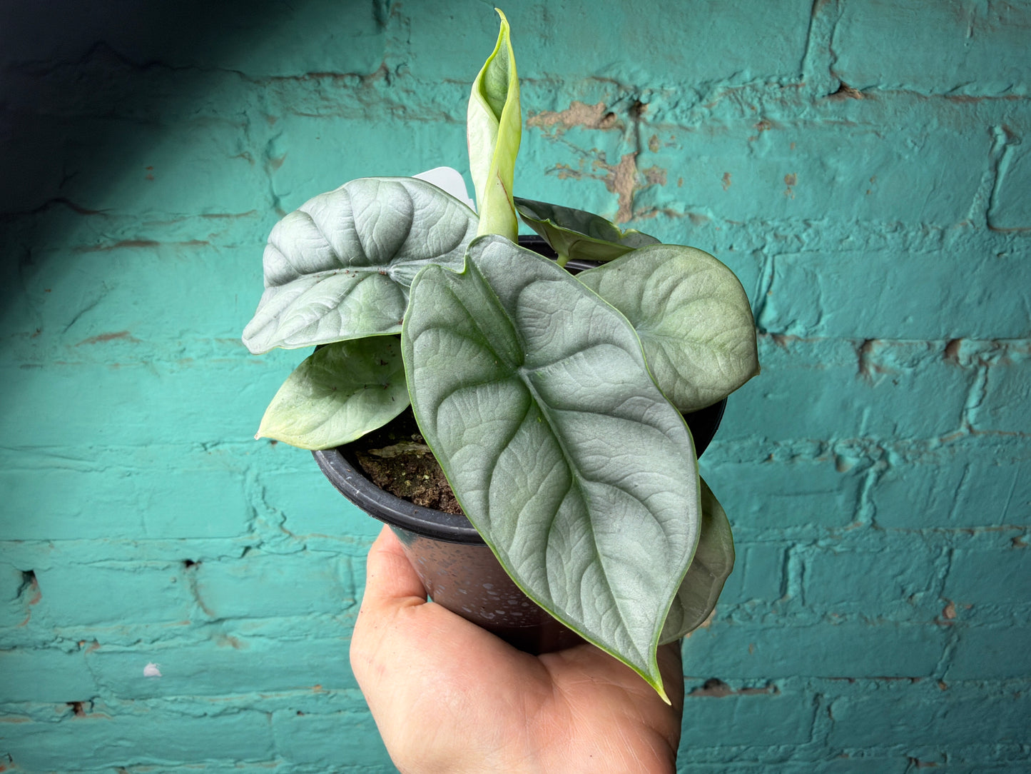 Alocasia Silver Dragon 4”