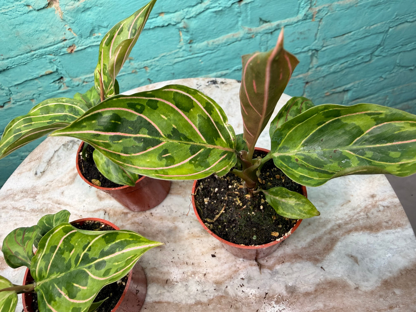 Aglaonema Red Army 2.5”