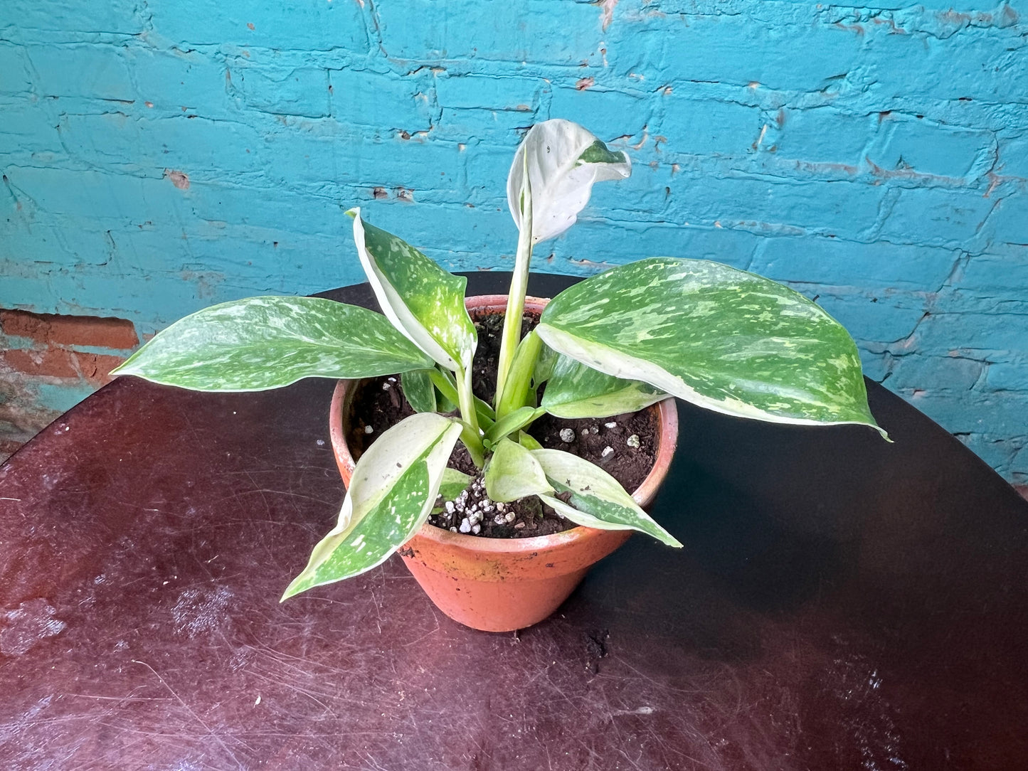 Philodendron Jose Buono Albo 4” clay