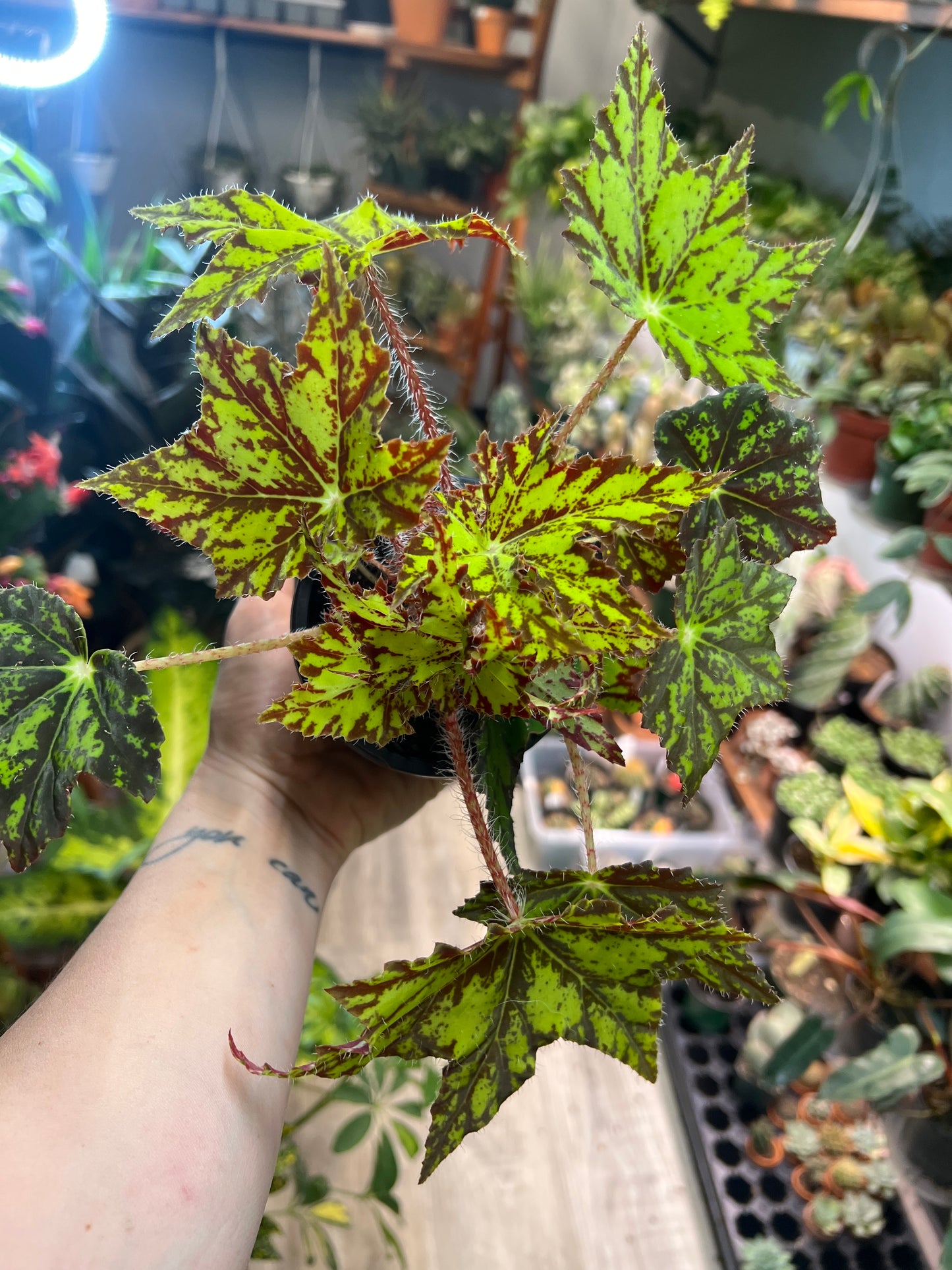 Begonia Geometry 4”