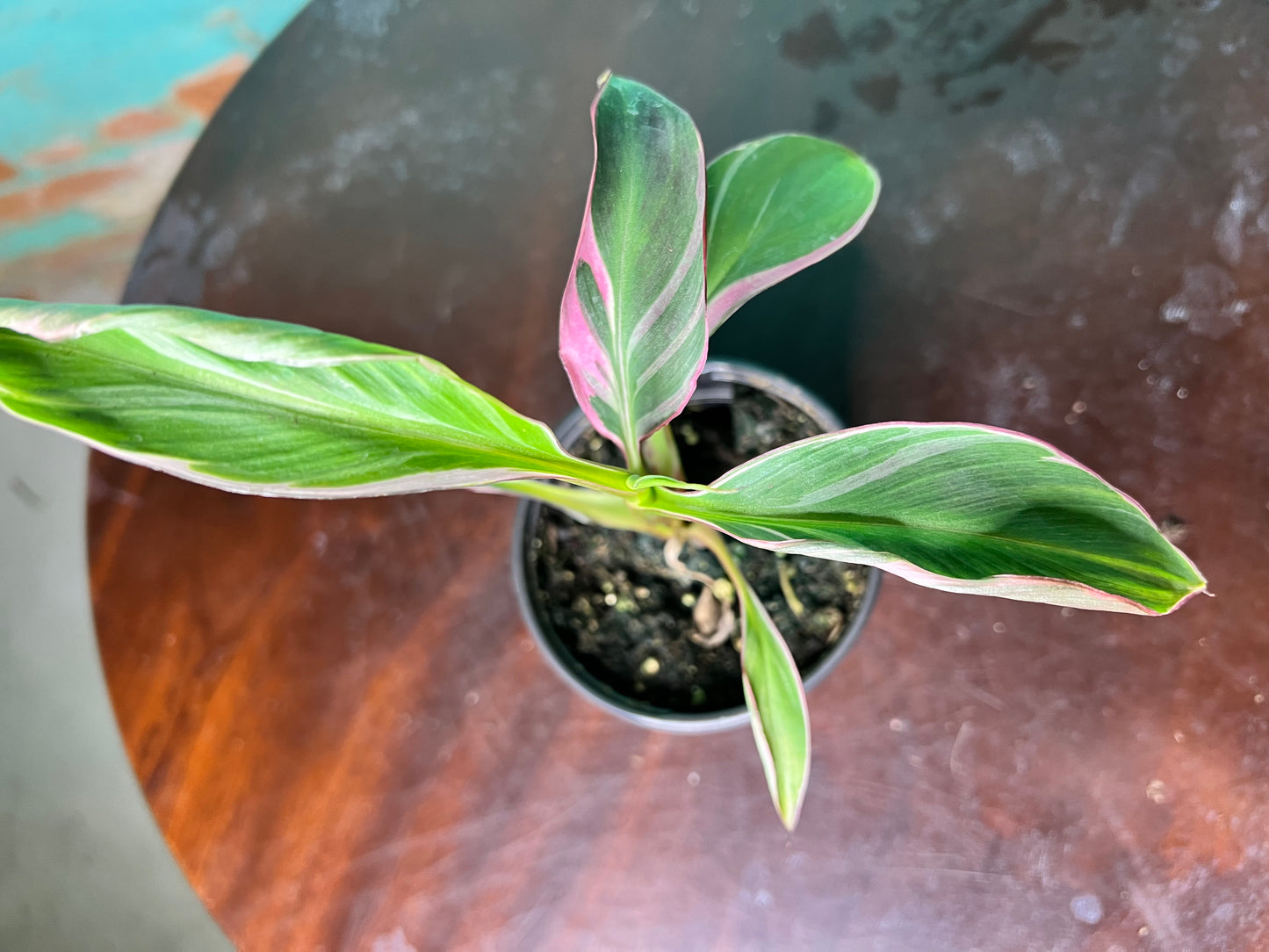 Musa Nono Pink 4”