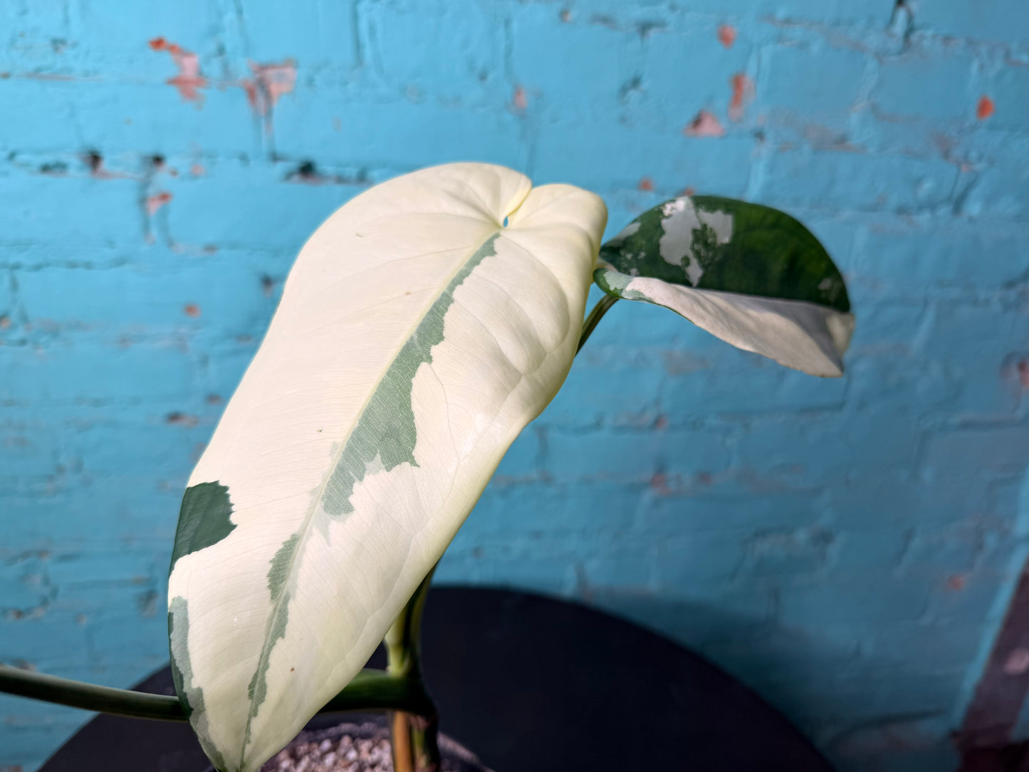 Syngonium Chiapense Variegated 6”
