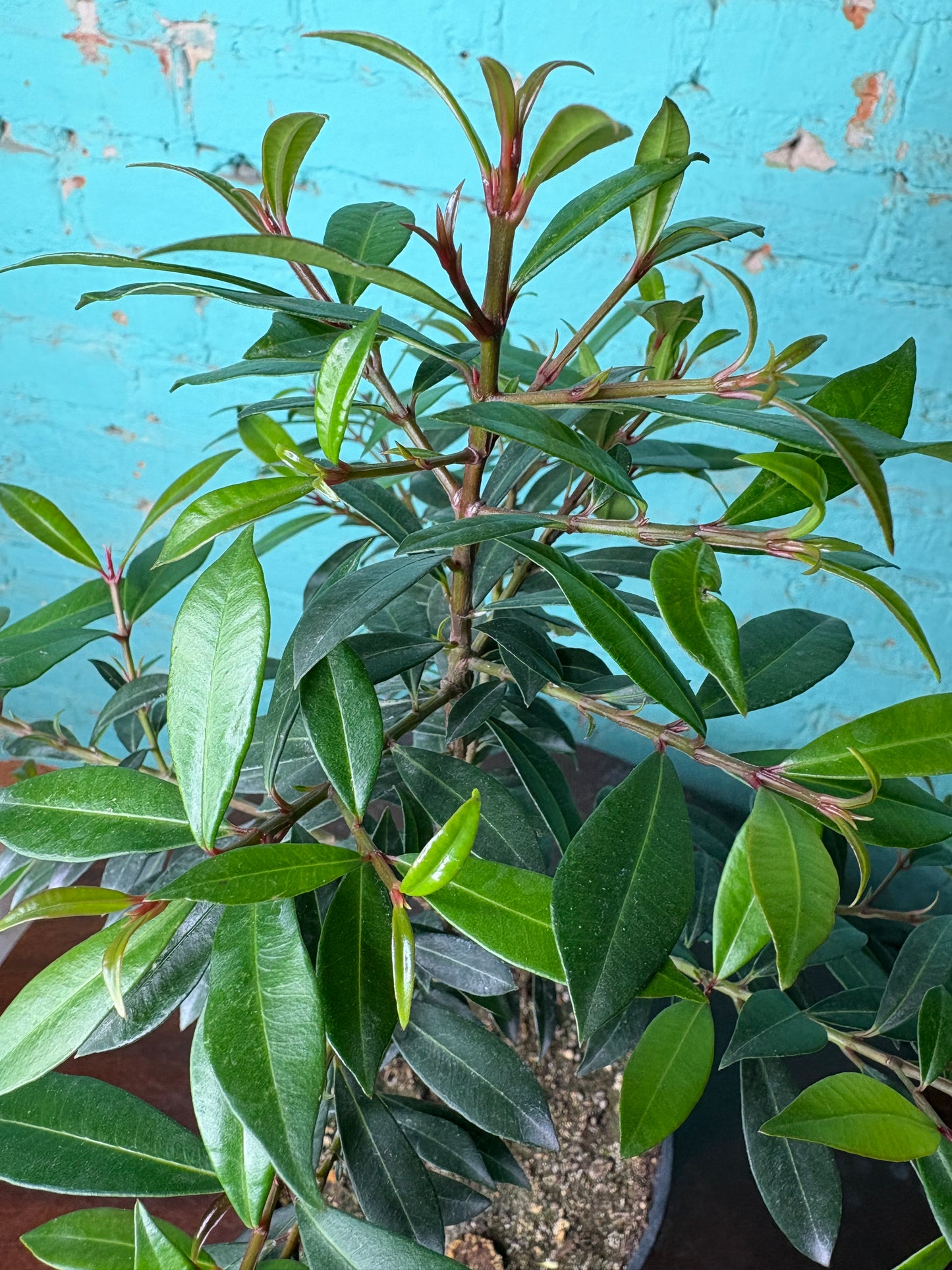 Magenta Cherry Tree 6”
