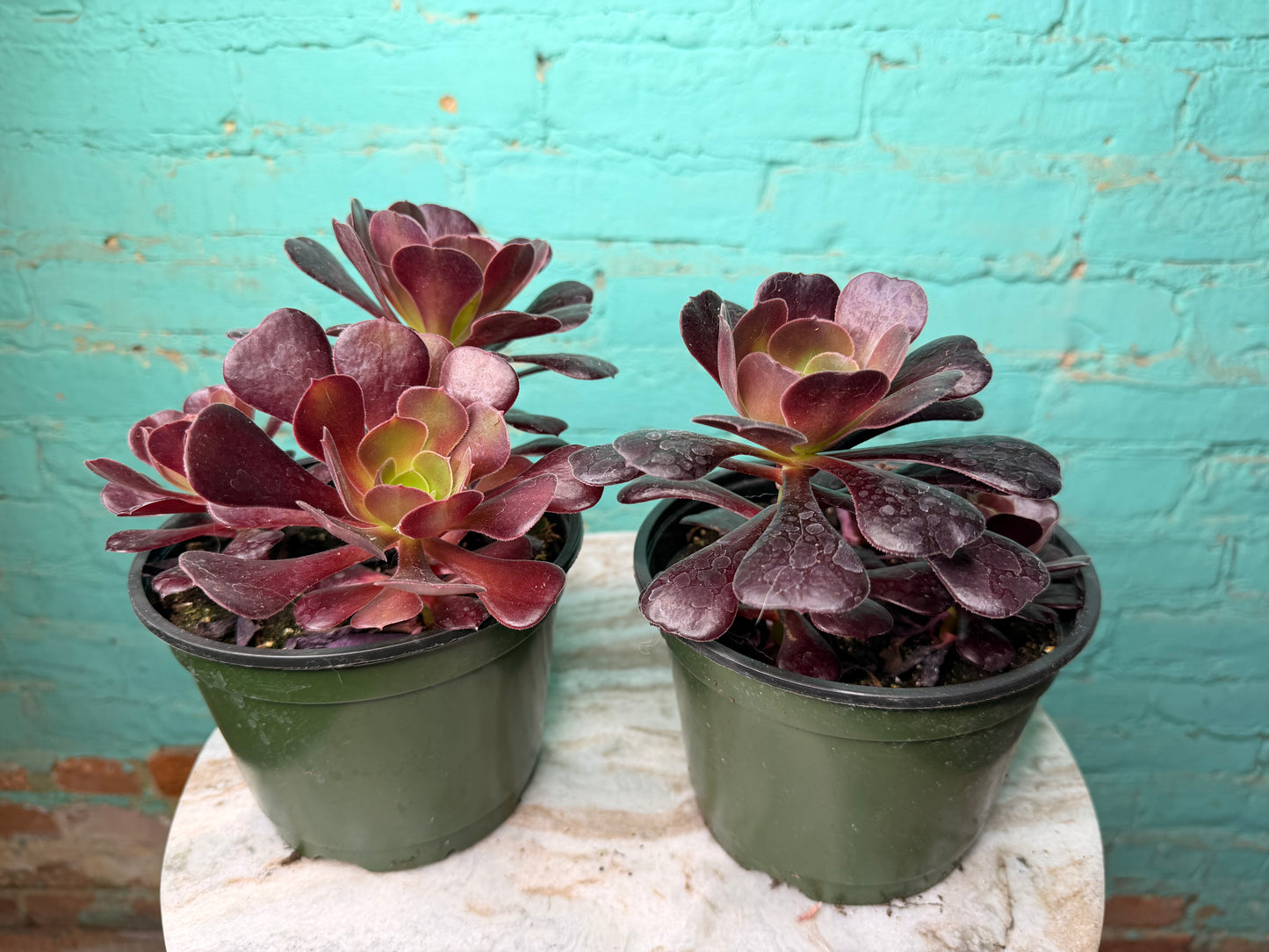 Aeonium Velour 6”
