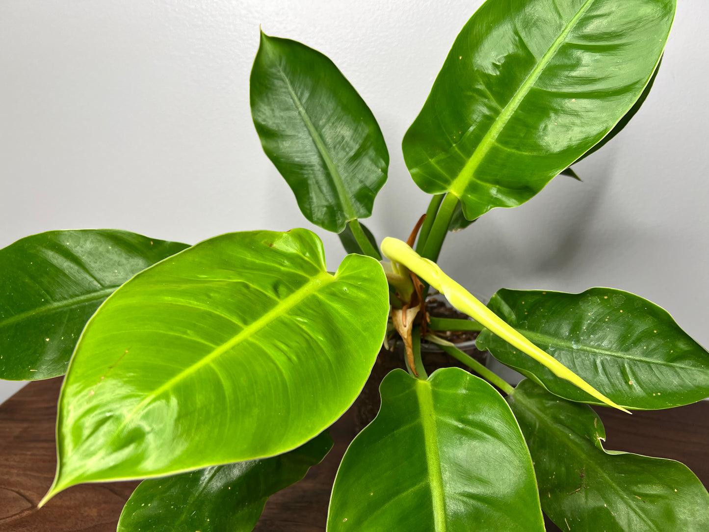 Philodendron Moonlight 6”