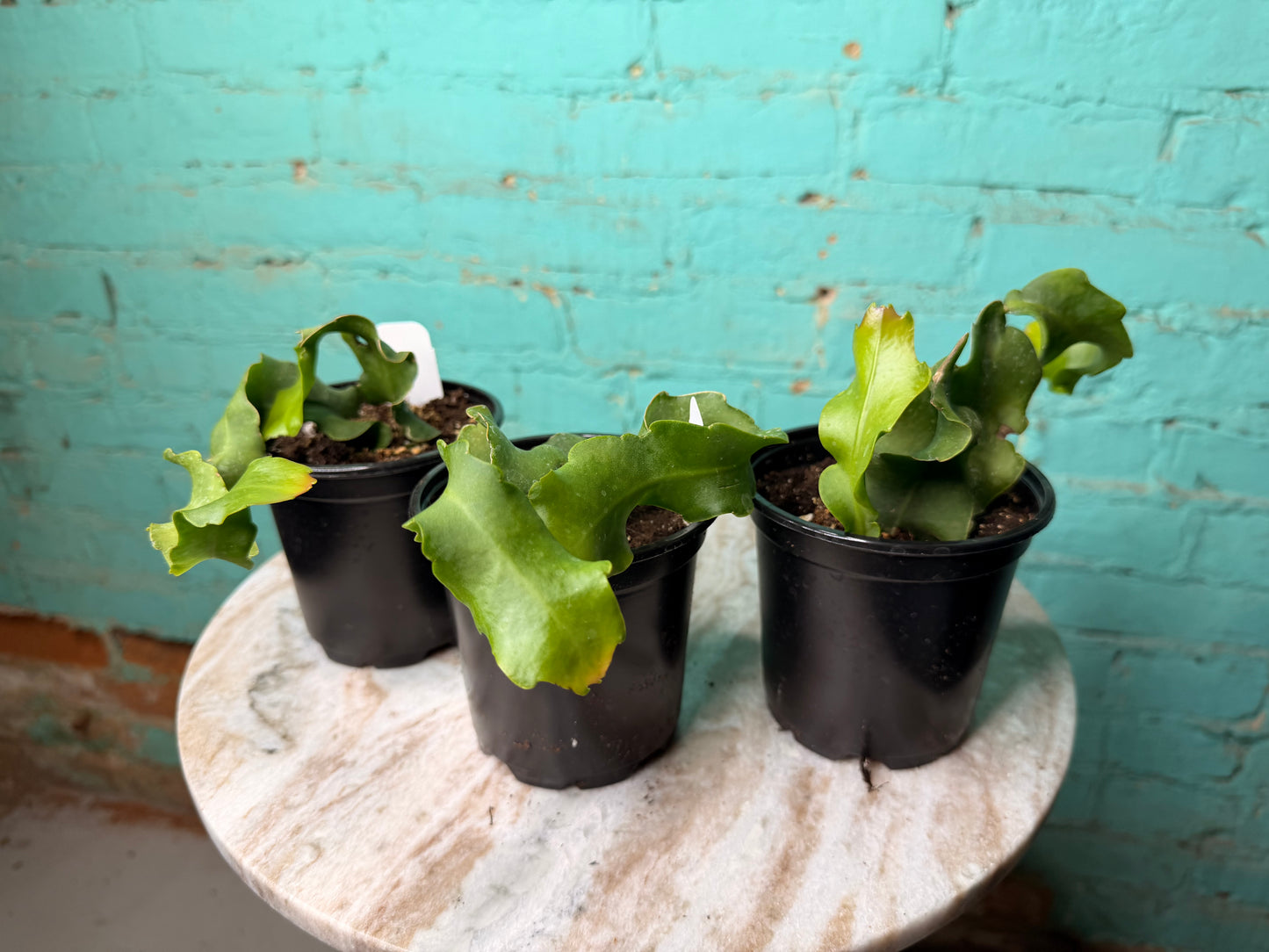Epiphyllum Curly 4” ‘Orchid Cactus’