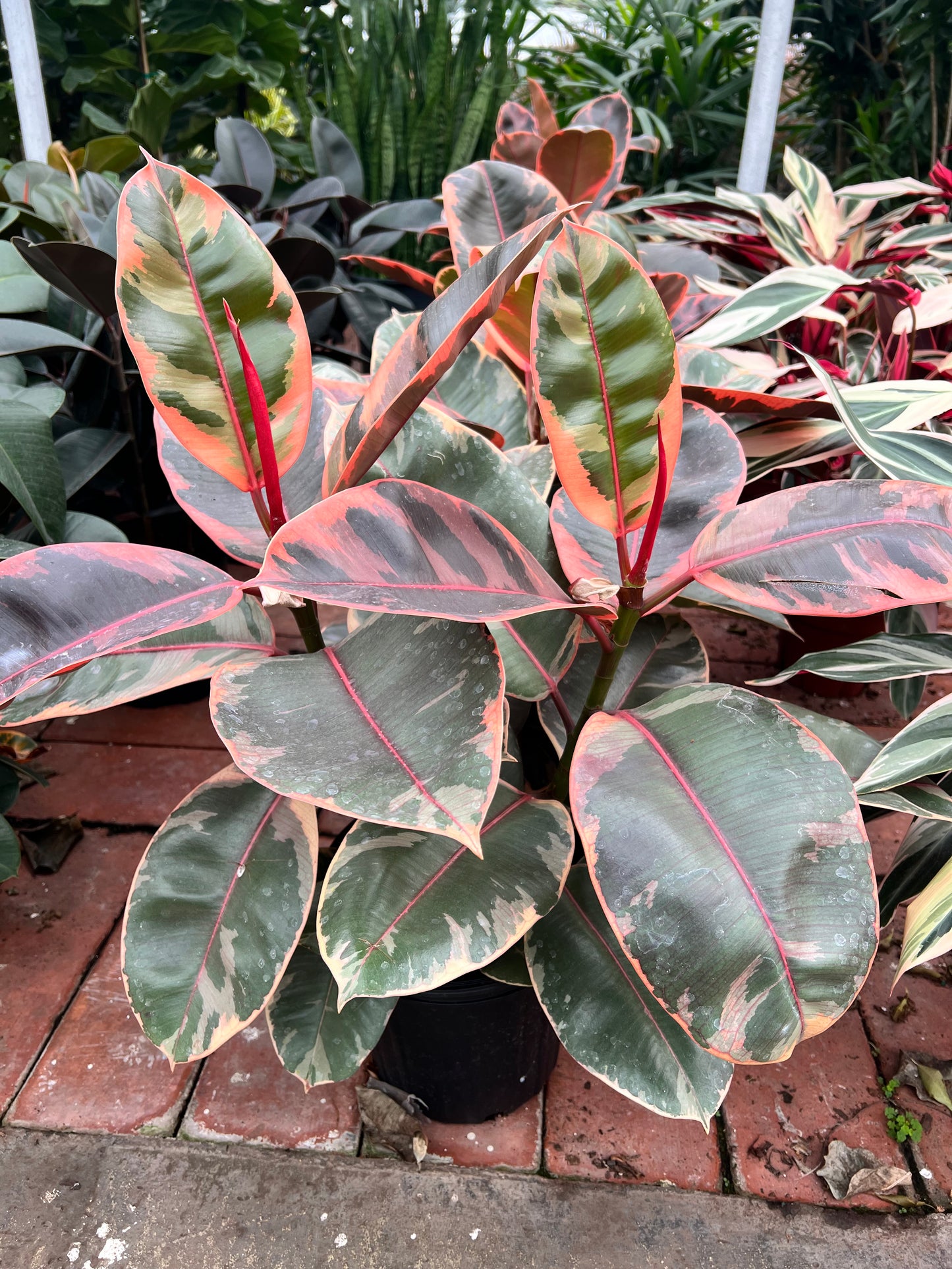 Rubber Tree-Burgundy variegated pink