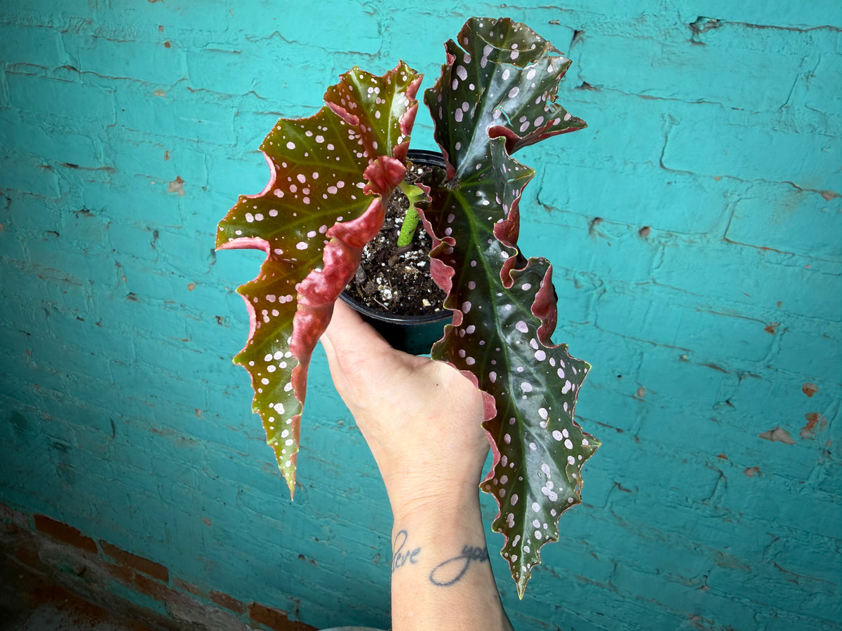 Begonia Maculata ‘Cracklin Rosie’ 4”