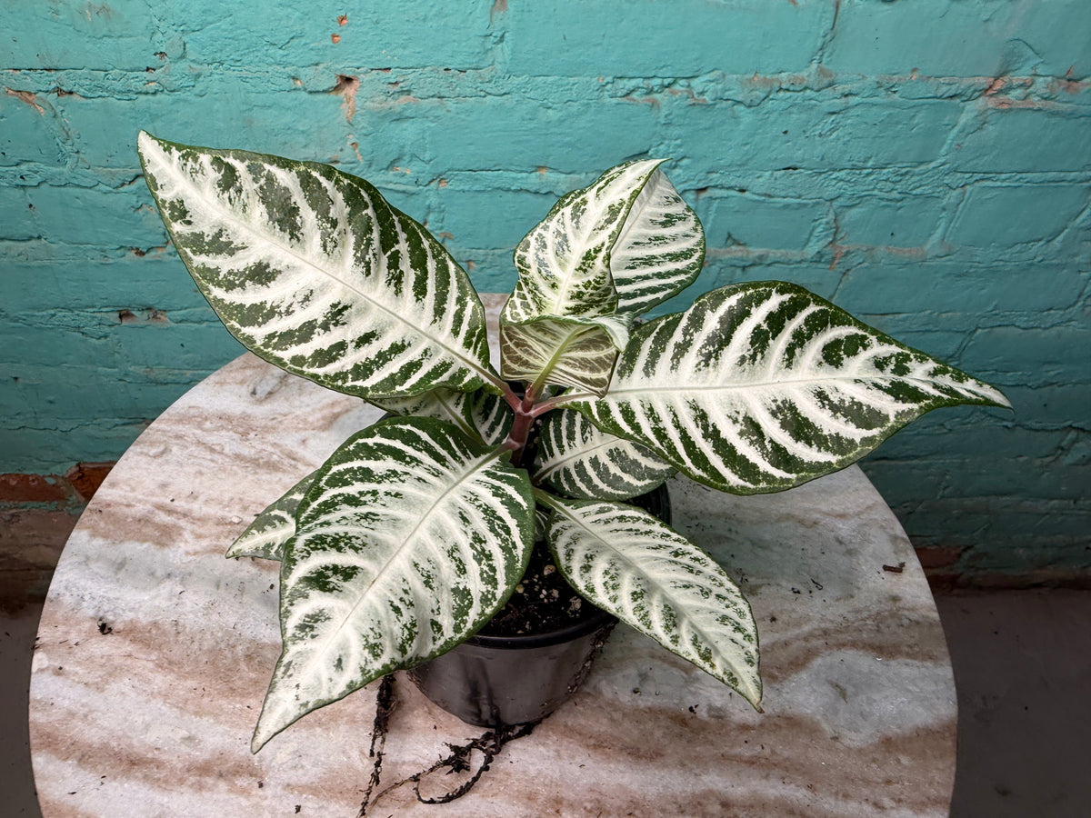 Zebra Plant Snow White 4”