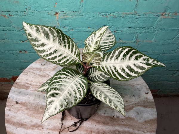 Zebra Plant Snow White 4”
