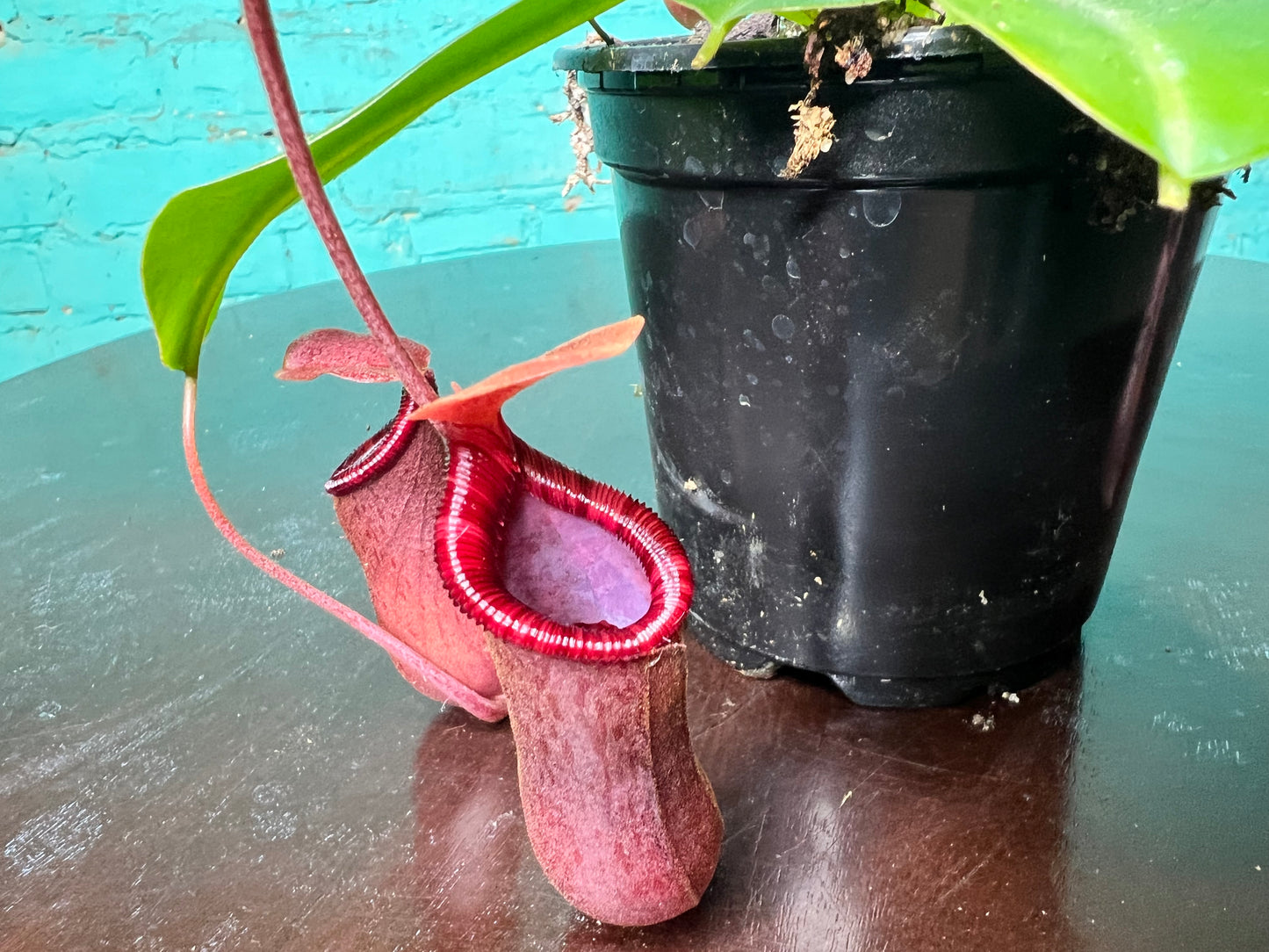 Nepenthes Pitcher Plant “Lowii” 4”