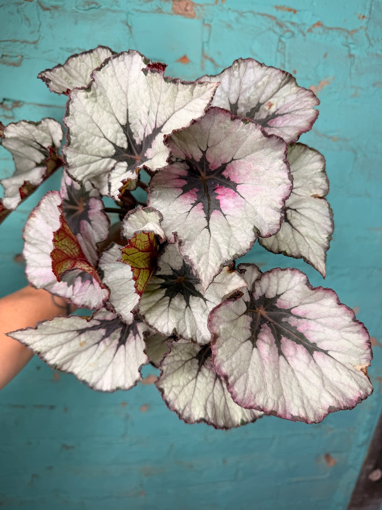 Begonia Rex 4”