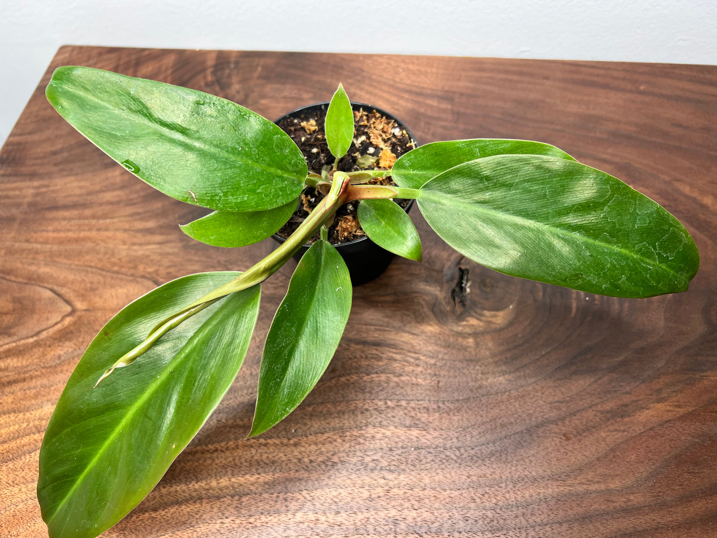 Philodendron Imperial Green