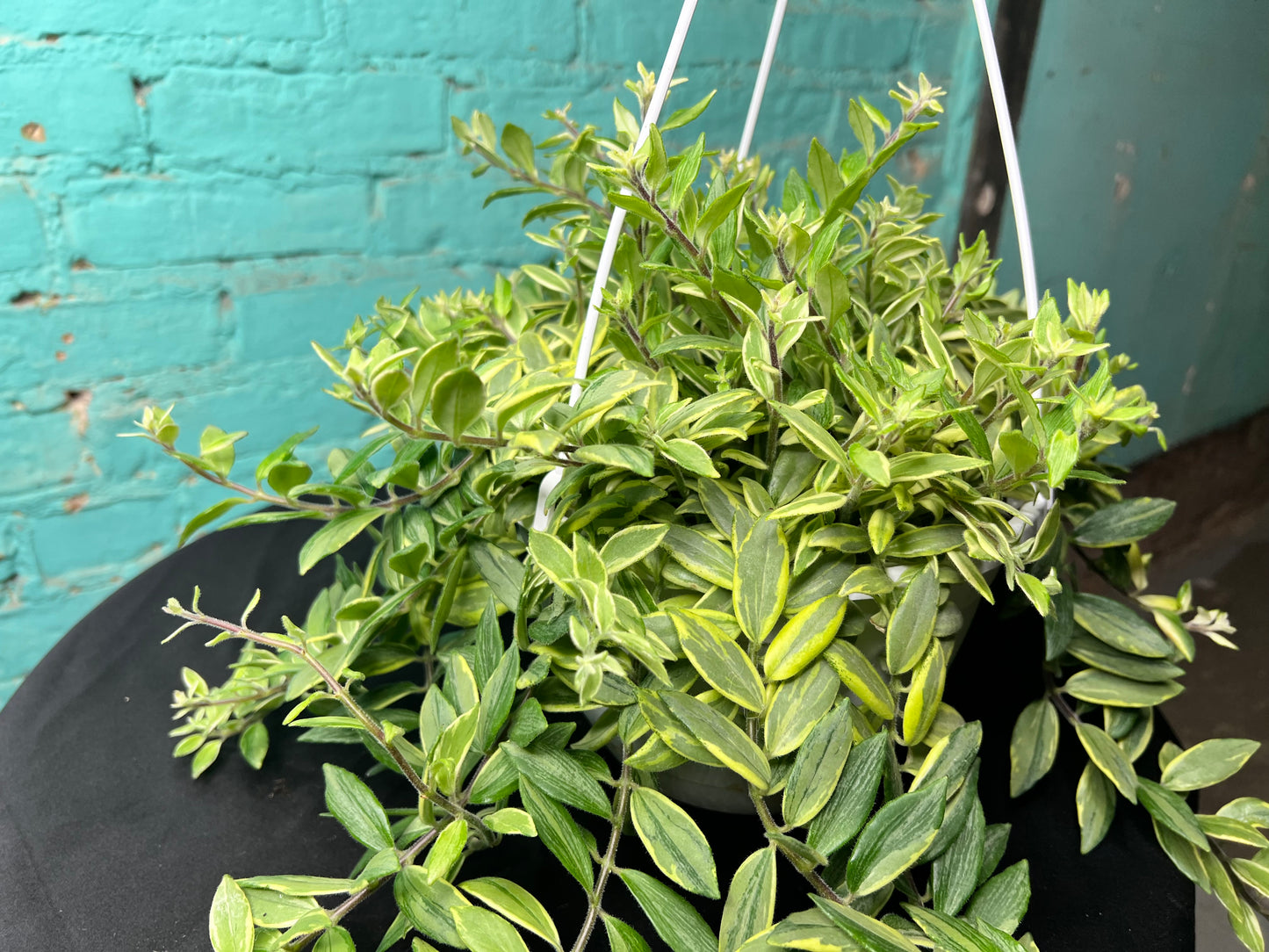 Lipstick Plant Bicolor basket