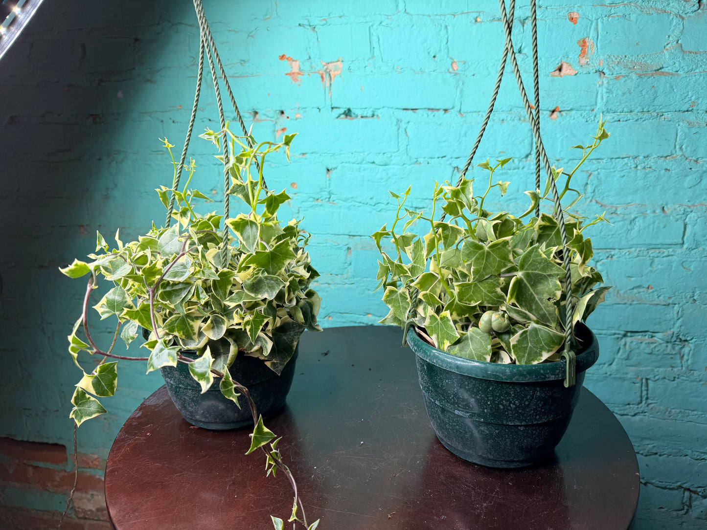 Wax Ivy 6”